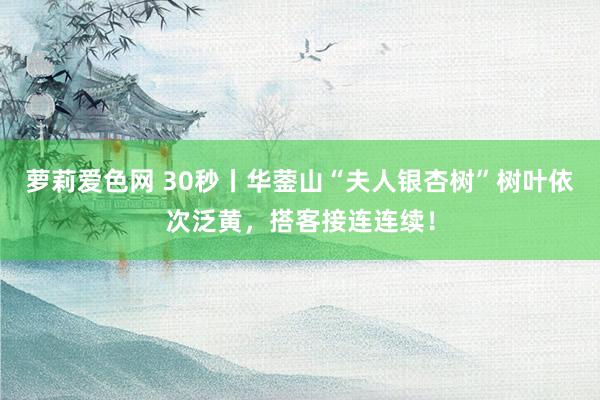 萝莉爱色网 30秒丨华蓥山“夫人银杏树”树叶依次泛黄，搭客接连连续！
